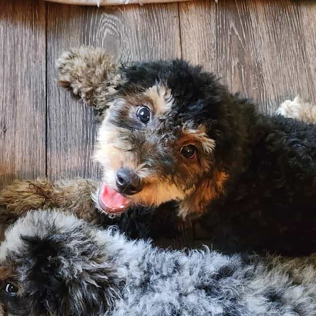 Tucker - Bernedoodle Male