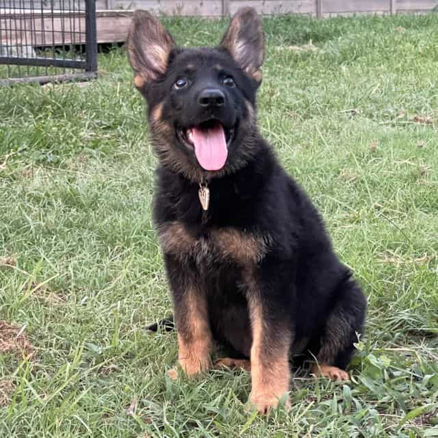 Cleo - German Shepherd Dog Female