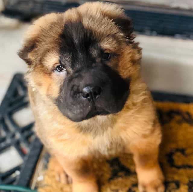 Sophie - Miniature Shar-Pei Female