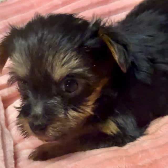 Bonnie - Yorkshire Terrier Female
