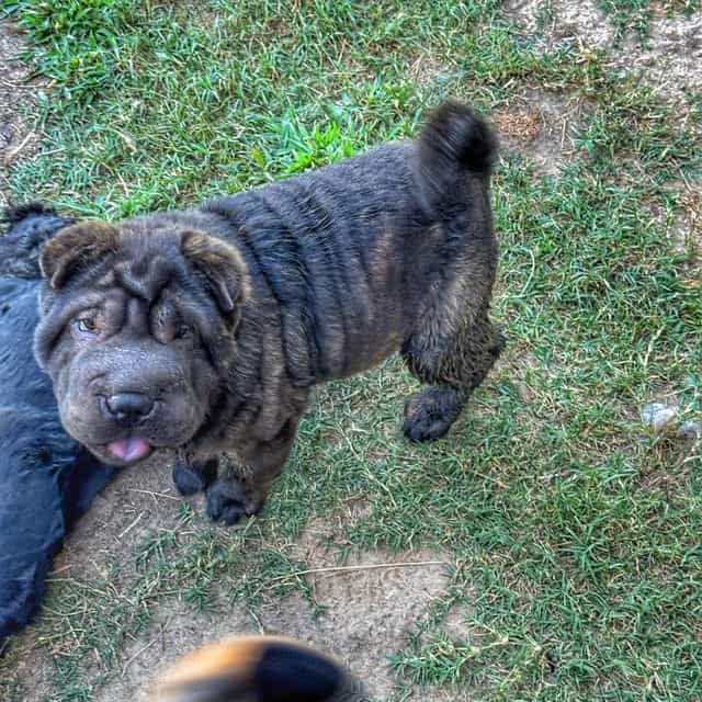 Halley - Chinese Shar-Pei Female