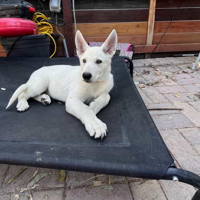 Zuko - German Shepherd Dog Male