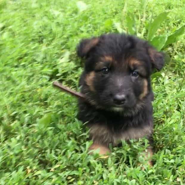 Remi - German Shepherd Dog Male