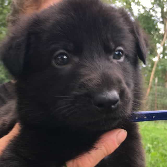 Freddy  - German Shepherd Dog Male