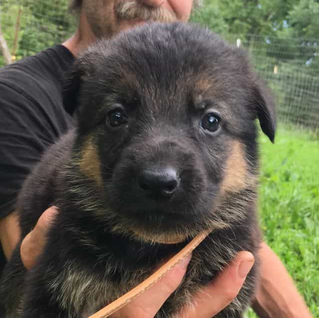 Melody - German Shepherd Dog Female