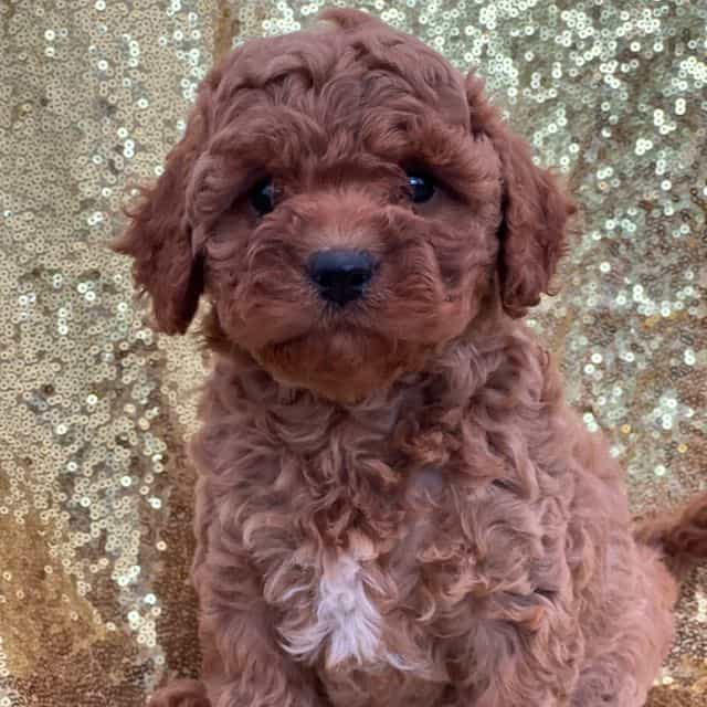 Chloe - Cavapoo Female