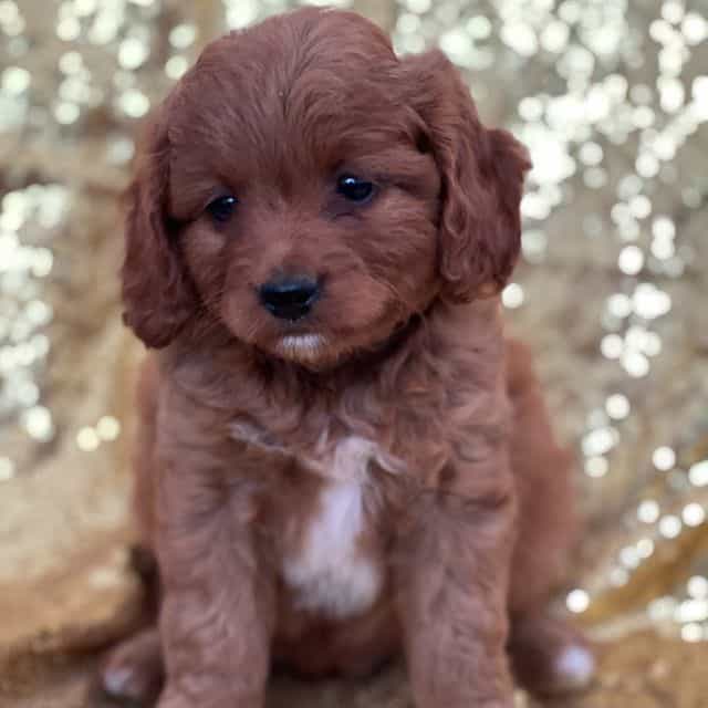Coco - Cavapoo Female