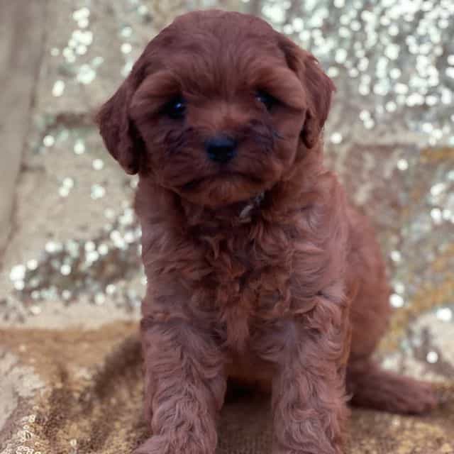 Cookie - Cavapoo Male