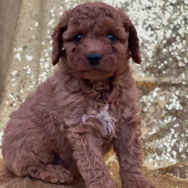 Casper - Cavapoo Male