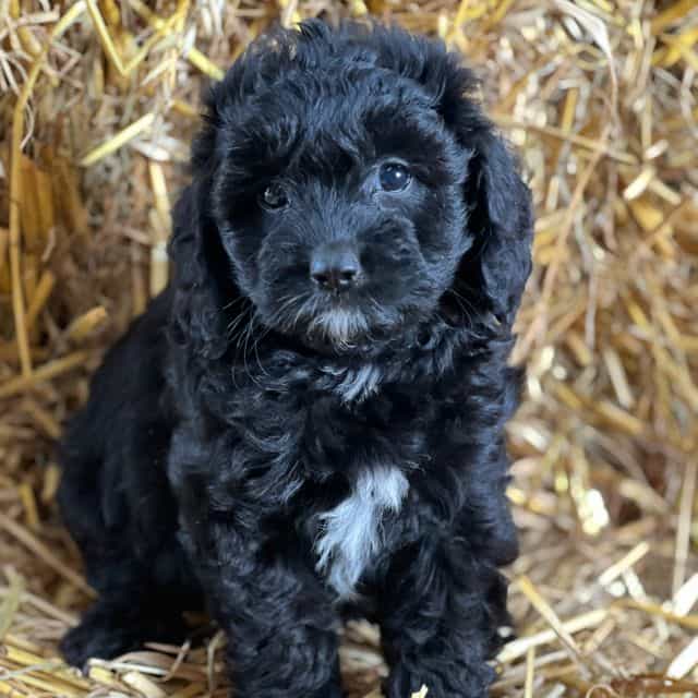 Timber - Cavapoo Female