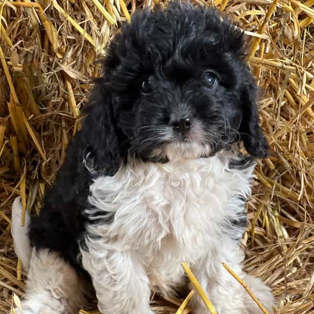 Twix - Cavapoo Male