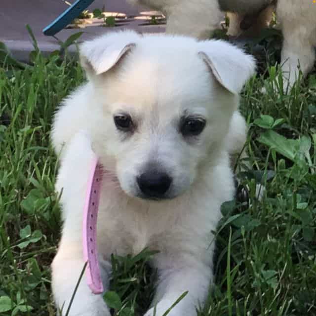 Pinkie - German Shepherd Dog Female