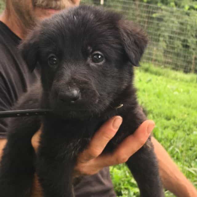 Blaze - German Shepherd Dog Male