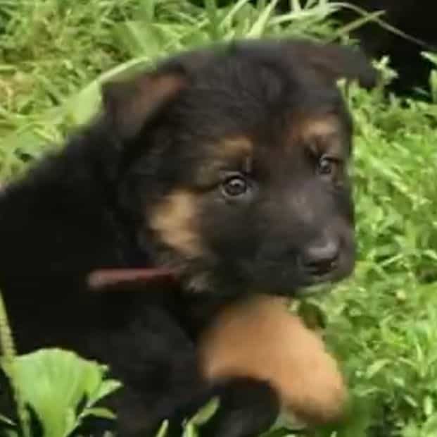 Bud - German Shepherd Dog Male