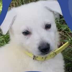 Silva  - German Shepherd Dog Female