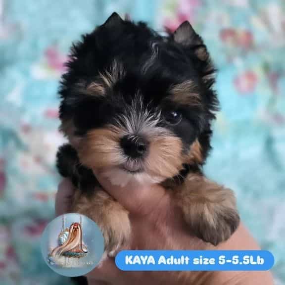 Kaya - Yorkshire Terrier Female