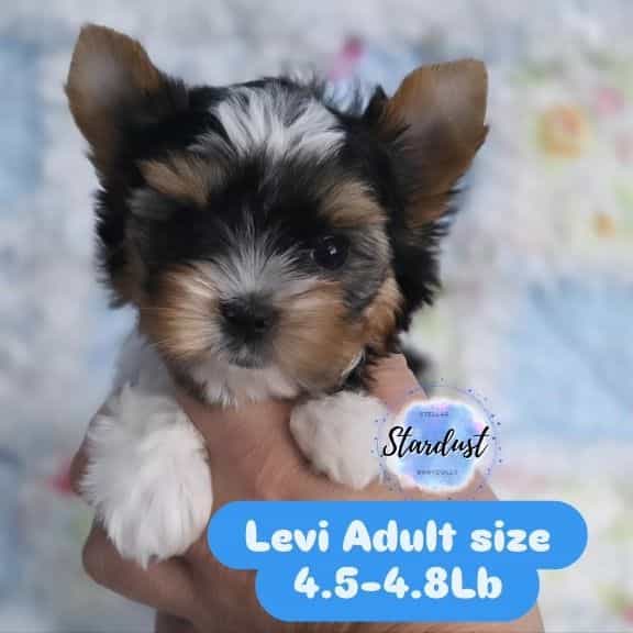 Levi - Biewer Terrier Male