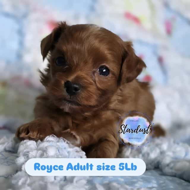 Royce - Yorkipoo Male