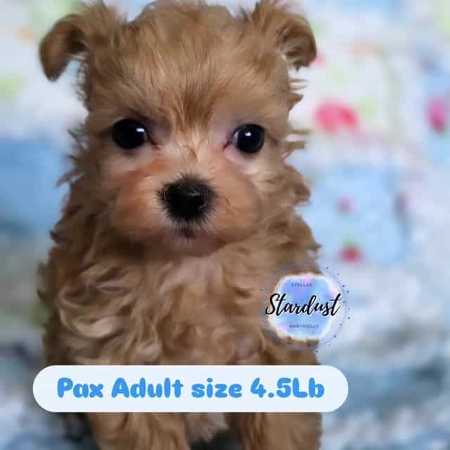 Pax - Maltipoo Male