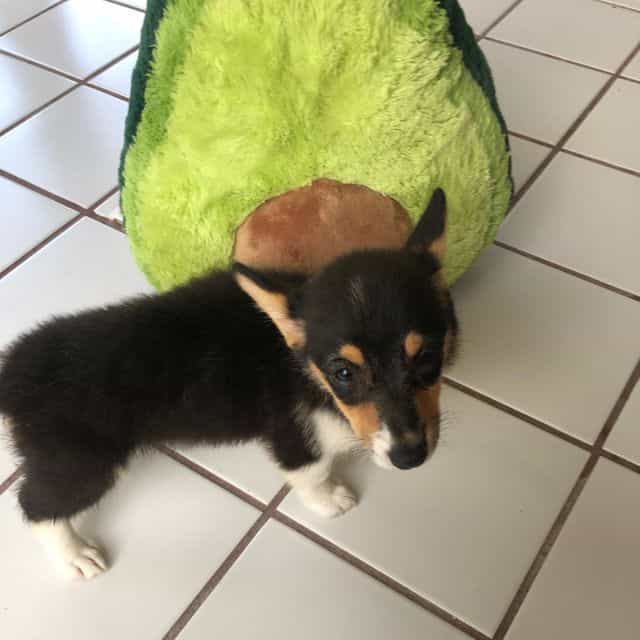 Girl 2 - Pembroke Welsh Corgi Female