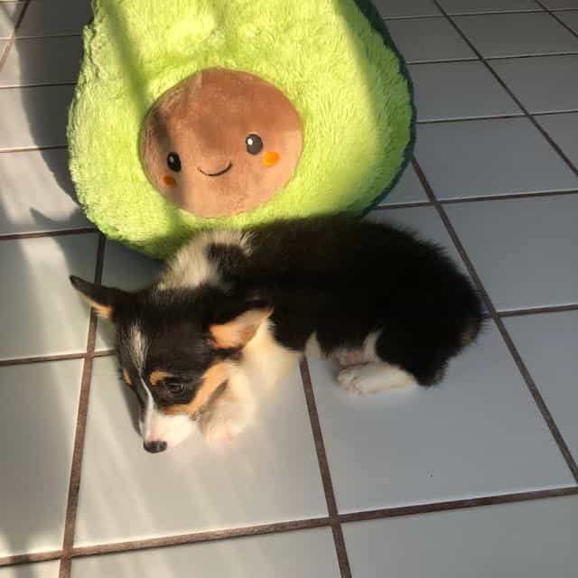 Boy 1 - Pembroke Welsh Corgi Male