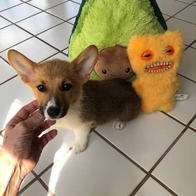 Boy 2 - Pembroke Welsh Corgi Male