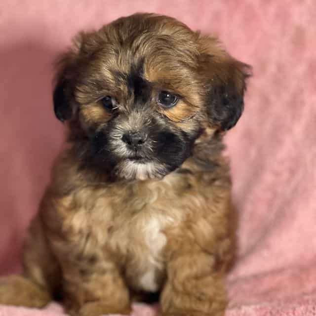 Angeline - Shih-Poo Female