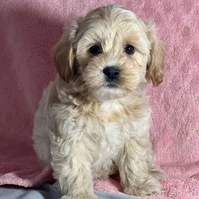 Applepie - Shih-Poo Female