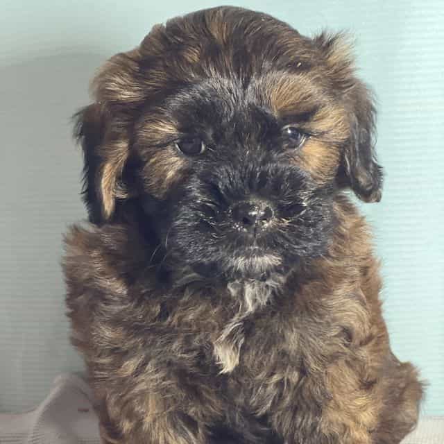  Albie - Shih-Poo Male