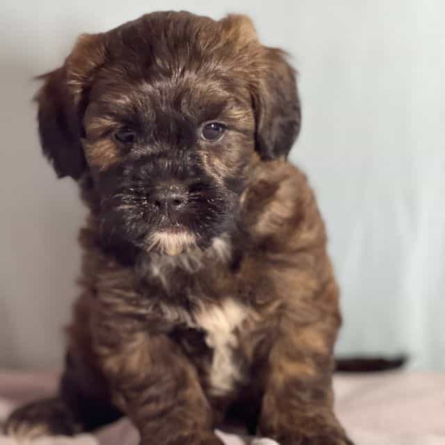 Andy - Shih-Poo Male