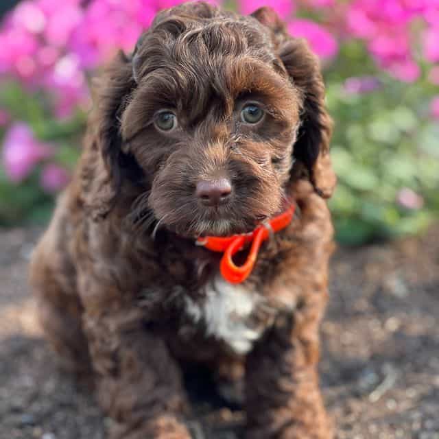 Carmie - Cockapoo Female