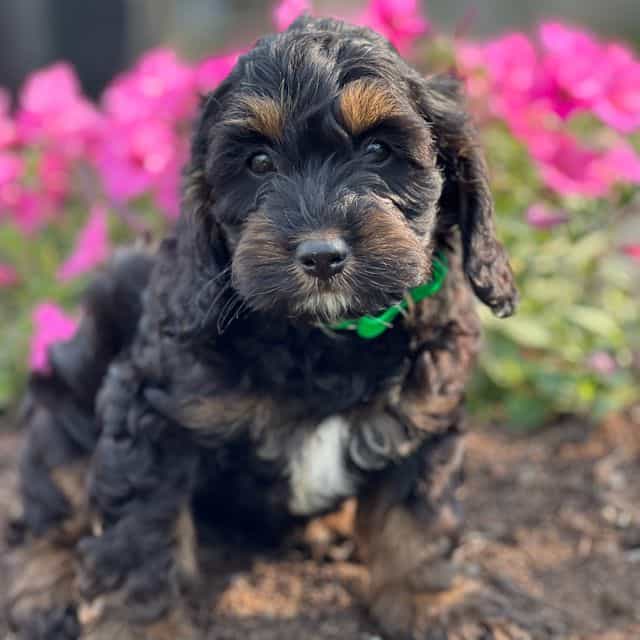 Calyx - Cockapoo Male