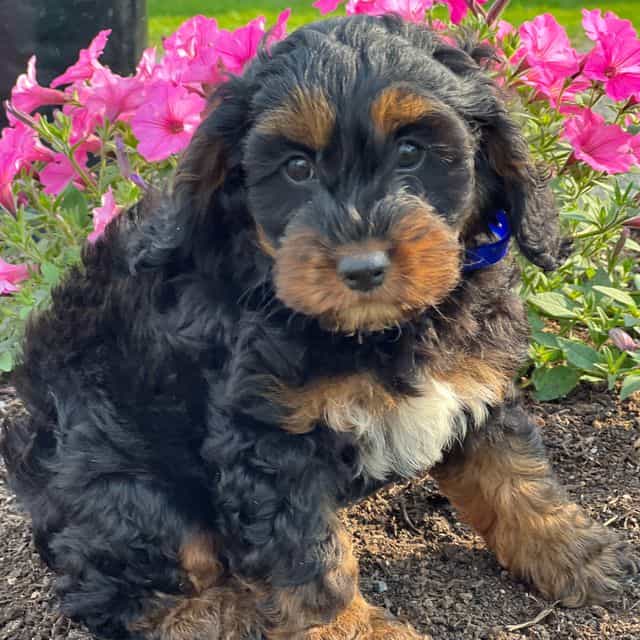 Chippy - Cockapoo Male