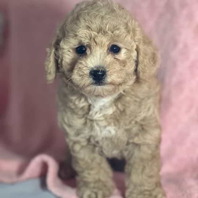 Mira - Bichon Frise Female