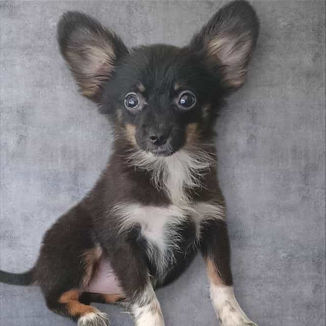 Llyod - Pomchi Male