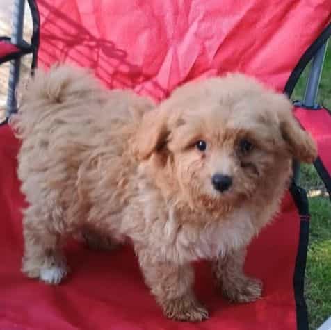 Paul - Pomapoo Male