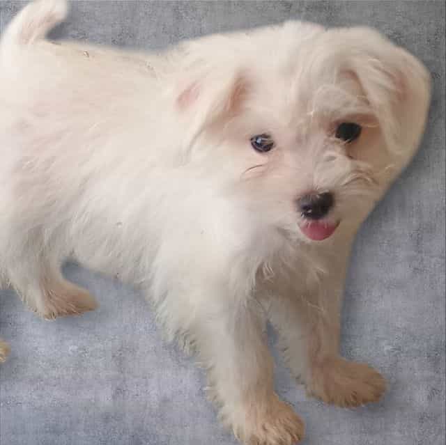 Leah - Maltese Female