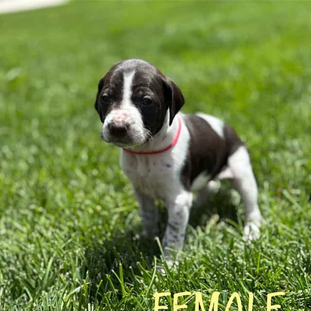 Female 1 - German Wirehaired Pointer Female