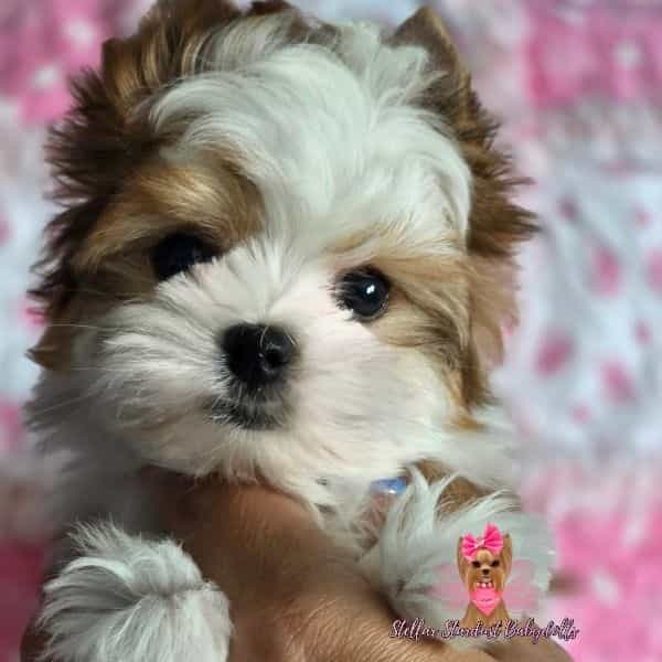 Tiny Kiwi - Yorkshire Terrier Female