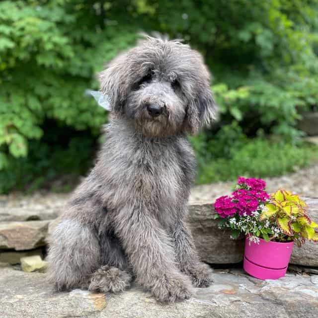 Gizmo - Standard Poodle Male
