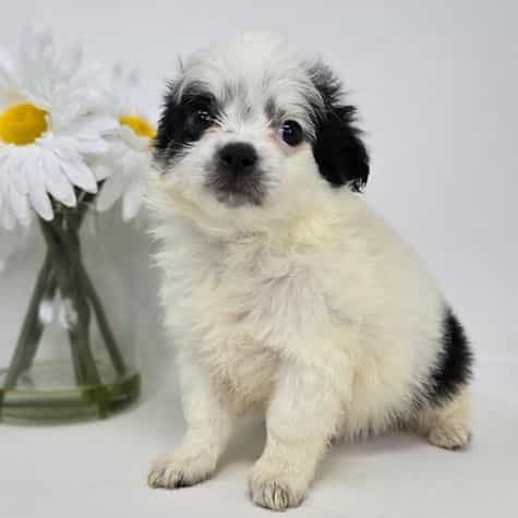 Oswald - Chihuahua Male