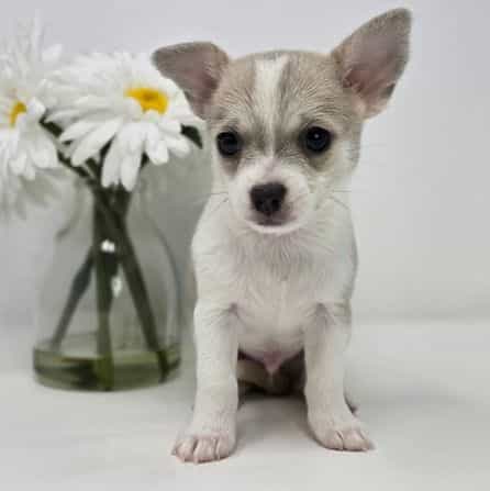 Koda - Chihuahua Male