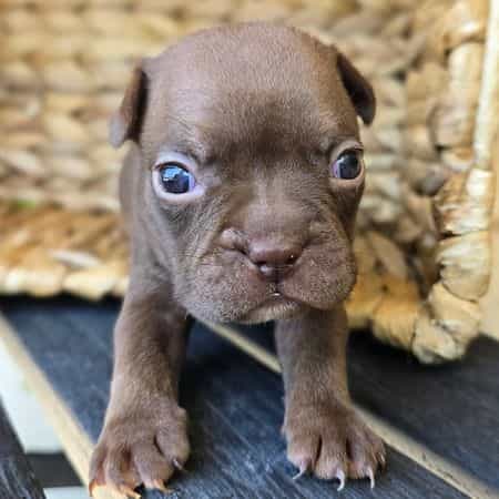Petals - Frenchton Female