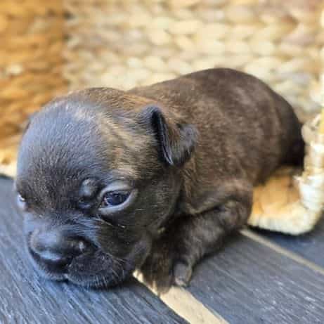 Patty  - Frenchton Female