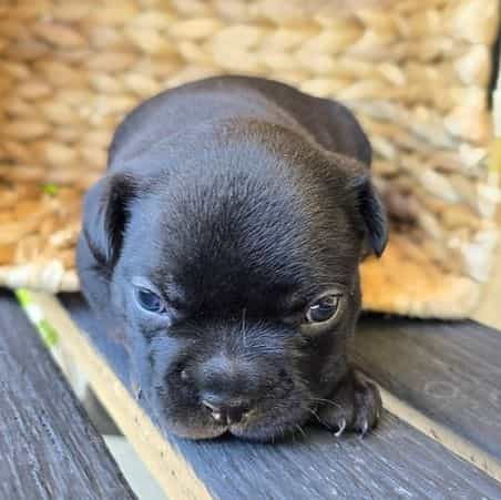 Peyton - Frenchton Male