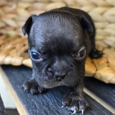Pepper - Frenchton Male