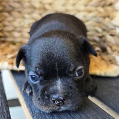 Petie - Frenchton Male