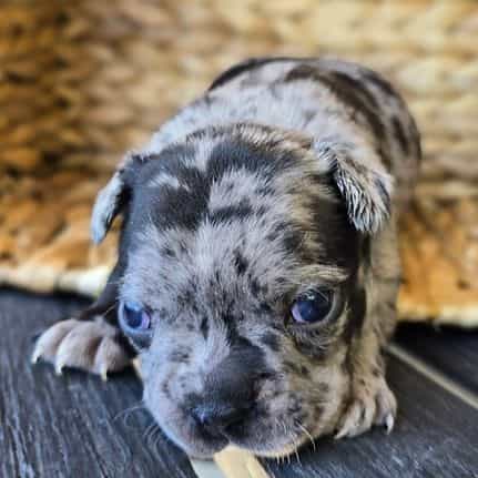 Pascal - Frenchton Male