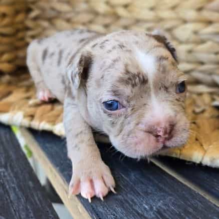 Paulie  - Frenchton Male