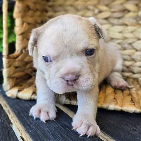 Patrick - Frenchton Male